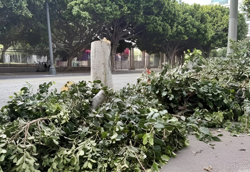 Man arrested for chainsaw rampage in LA - Samuel Groft, 40, accused of chopping trees in multiple districts, faces felony vandalism charges and $150,000 bail