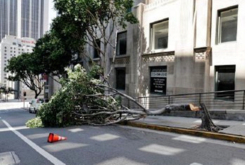 Man arrested for chainsaw rampage in LA - Samuel Groft, 40, accused of chopping trees in multiple districts, faces felony vandalism charges and $150,000 bail