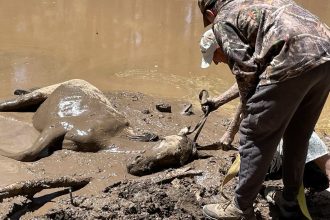 A wild horse and her foal were rescued from a dried-out mud pit in Heber-Overgaard, Arizona, after a team of seven spent over an hour pulling them free using ropes and care.