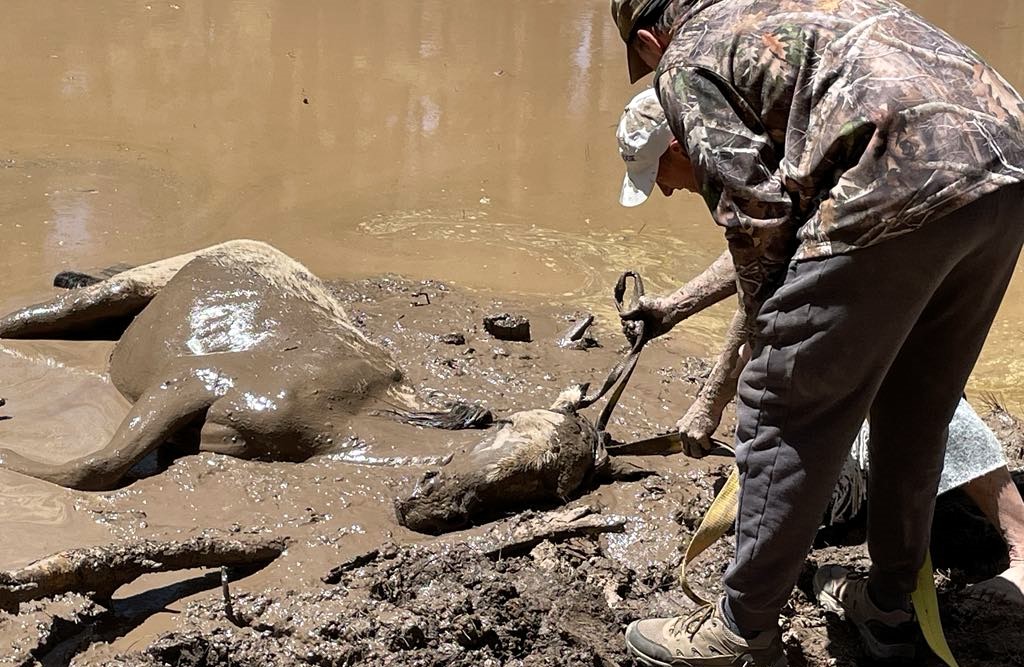 A wild horse and her foal were rescued from a dried-out mud pit in Heber-Overgaard, Arizona, after a team of seven spent over an hour pulling them free using ropes and care.