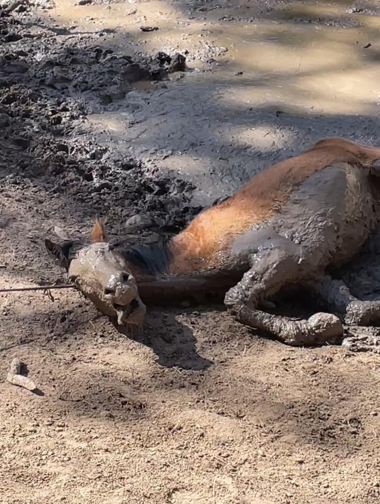 A wild horse and her foal were rescued from a dried-out mud pit in Heber-Overgaard, Arizona, after a team of seven spent over an hour pulling them free using ropes and care.