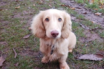 Mini dachshund Bowie survives wasp sting to the mouth thanks to quick-thinking owners who rushed him to the vet - experts warn of rising sting risks for pets.