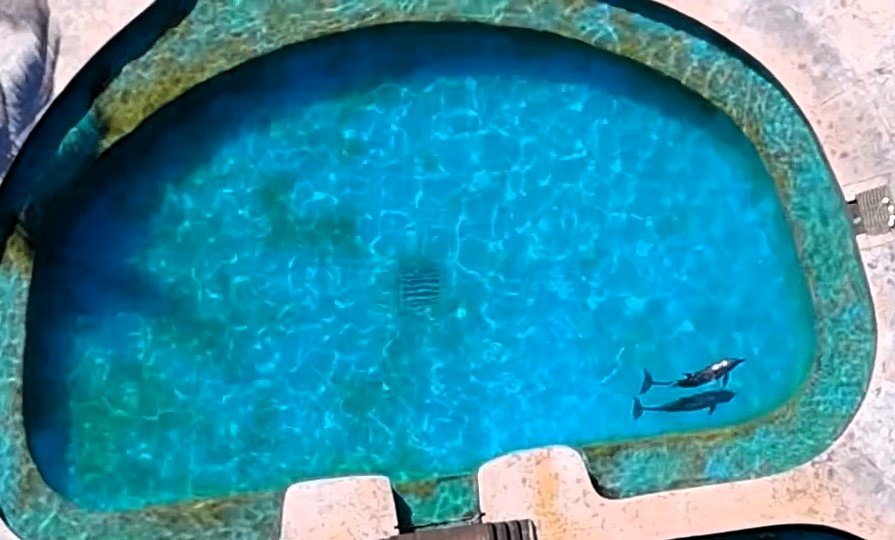 Dolphinaris Barceló shut down after viral footage exposed dolphins in tiny dirty pools - activists now push for their safe relocation to a sanctuary.