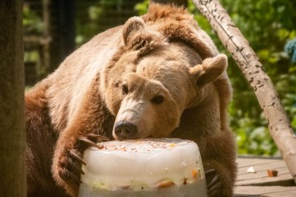 Boki the bear, recovering from life-saving brain surgery for hydrocephalus, is enjoying ice lollies and pool dips at Wildwood Trust as keepers praise his progress.