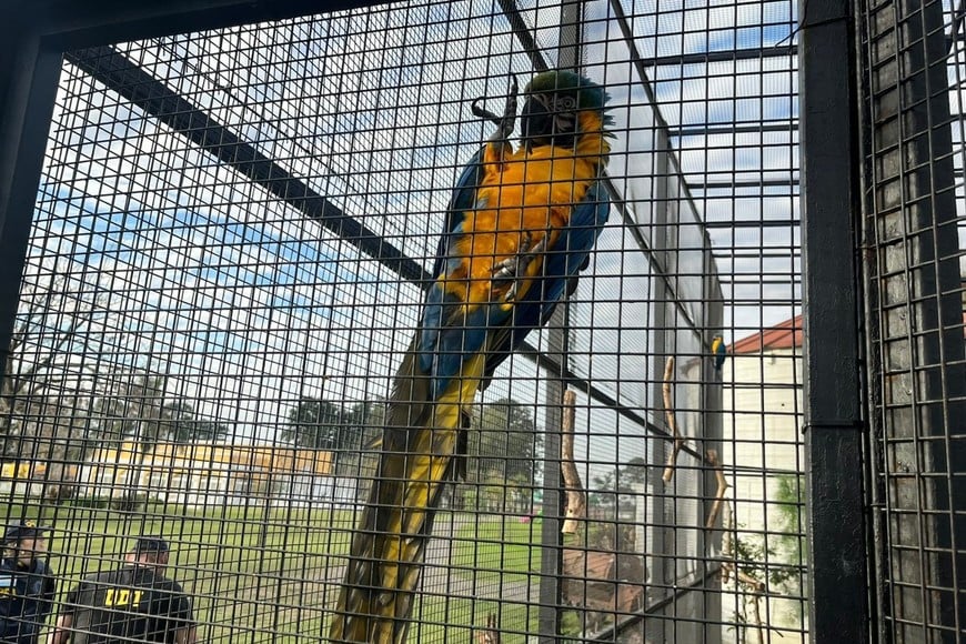 Police rescued monkeys, macaws, capybaras and more from a secret zoo near Buenos Aires, where protected animals were found in squalid conditions without proper permits.