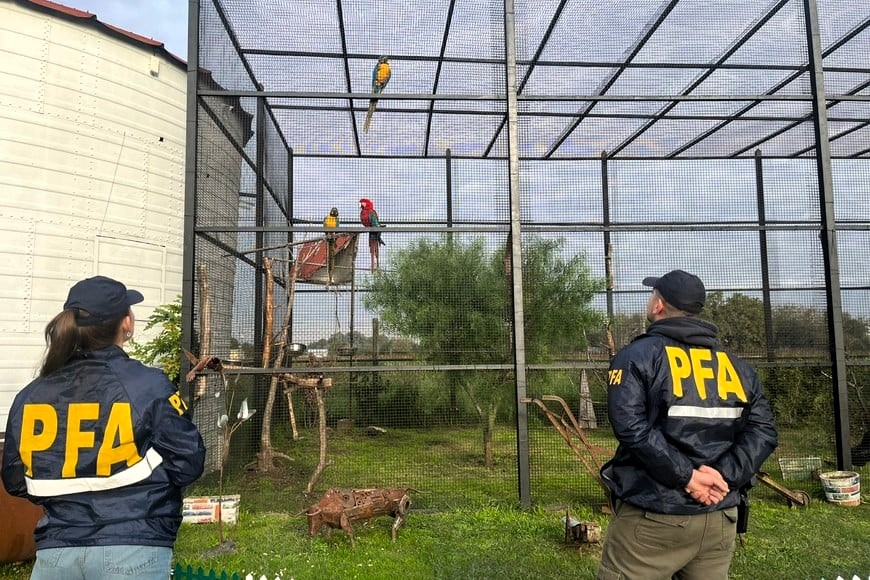 Police rescued monkeys, macaws, capybaras and more from a secret zoo near Buenos Aires, where protected animals were found in squalid conditions without proper permits.