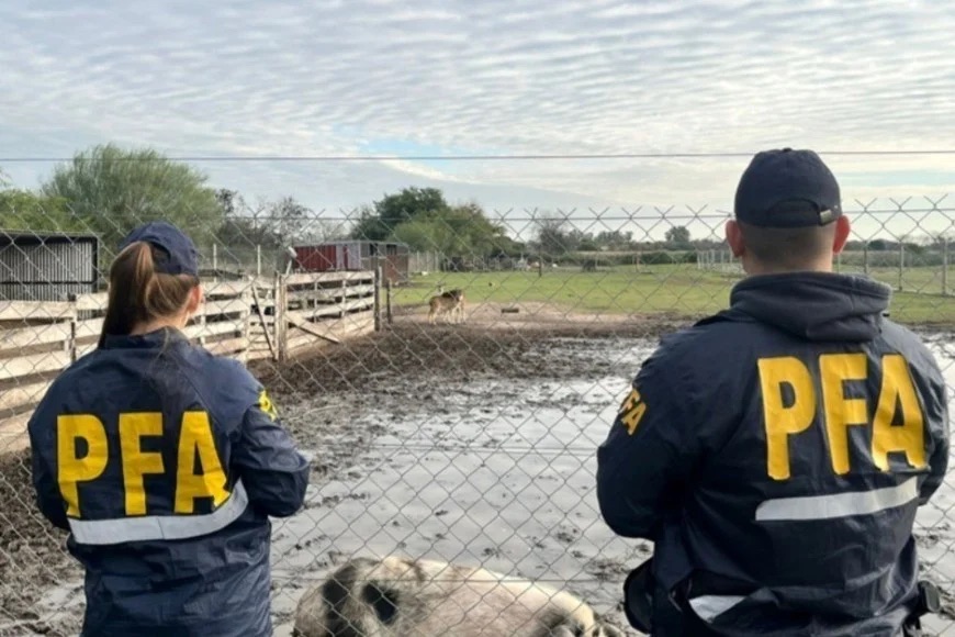 Police rescued monkeys, macaws, capybaras and more from a secret zoo near Buenos Aires, where protected animals were found in squalid conditions without proper permits.