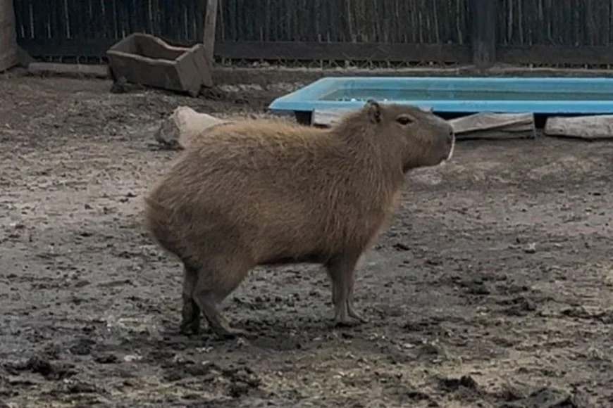 Police rescued monkeys, macaws, capybaras and more from a secret zoo near Buenos Aires, where protected animals were found in squalid conditions without proper permits.