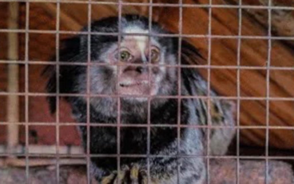 Police rescued monkeys, macaws, capybaras and more from a secret zoo near Buenos Aires, where protected animals were found in squalid conditions without proper permits.