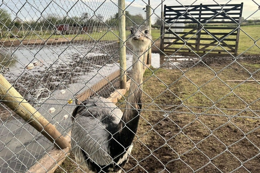 Police rescued monkeys, macaws, capybaras and more from a secret zoo near Buenos Aires, where protected animals were found in squalid conditions without proper permits.