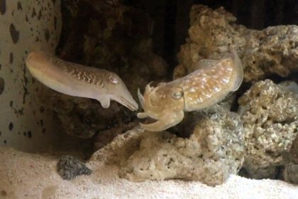 Cuttlefish may communicate by waving, a new study finds - researchers observed consistent limb signals and noted responses to video clips, hinting at a unique form of marine communication.