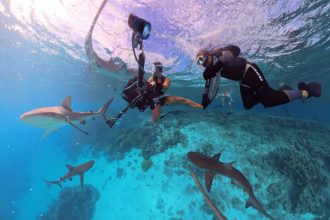 Diver swarmed by Galapagos sharks at remote Australian reef as viral footage shows dramatic close call - experts say bright lights may have triggered the frenzy.