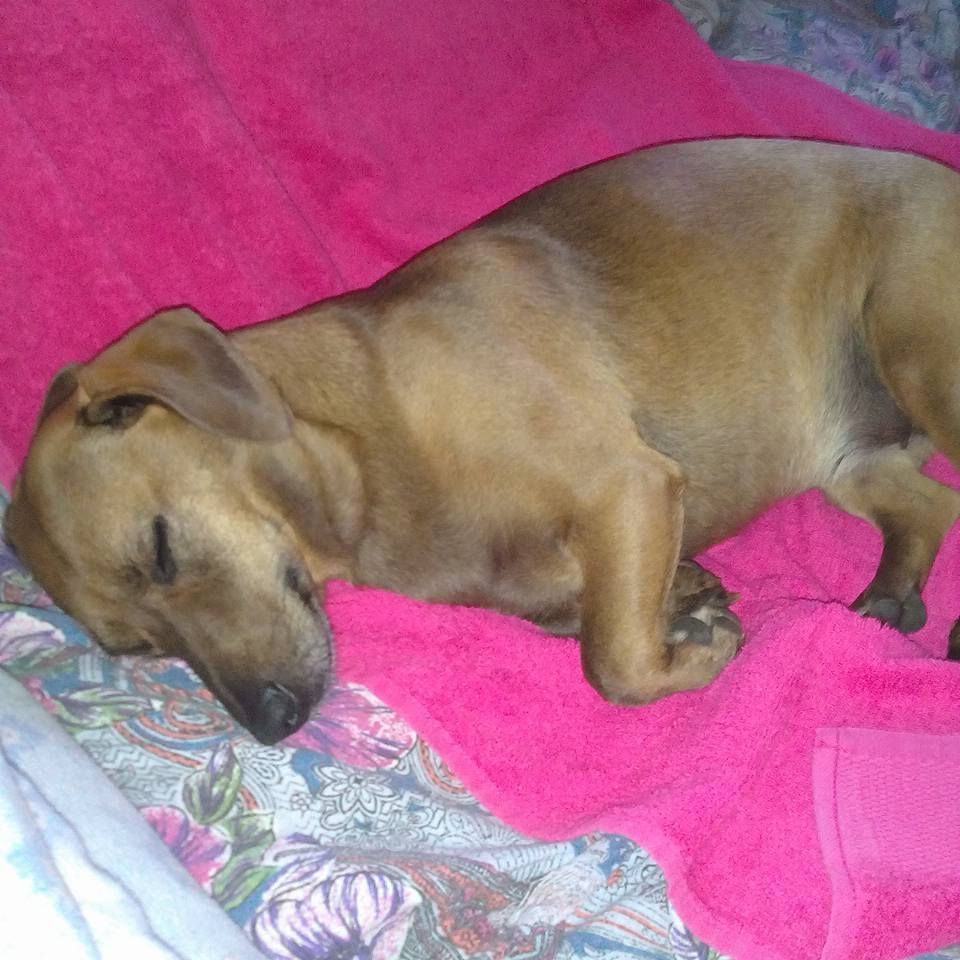 Gianfranco Baldin, 63, tragically died after jumping into a swollen Italian stream to save his dog, who survived thanks to firefighters after a 24-hour search effort.