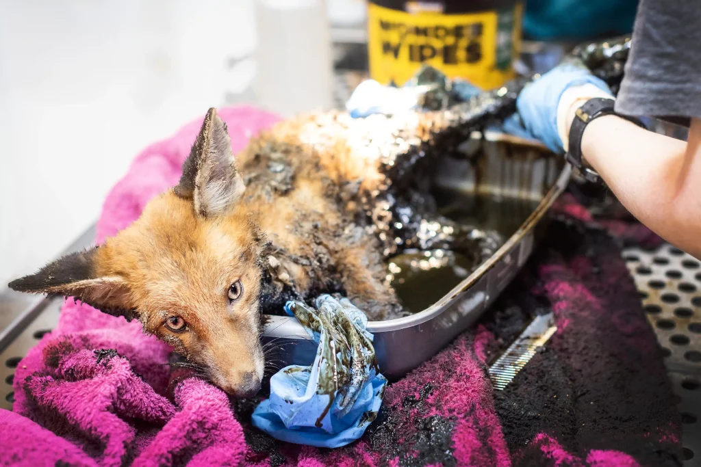 A fox cub stuck in bitumen was rescued in Hackney after hours of struggle. Vets worked till 2am using baby oil and WD-40 to clean the cub in a dramatic 35-year first.