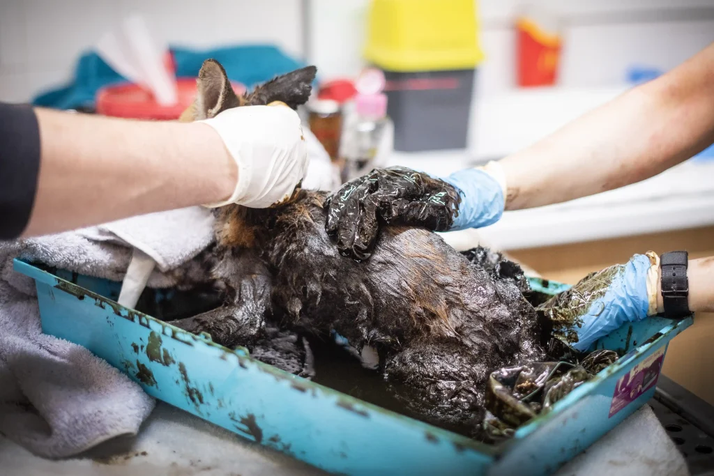 A fox cub stuck in bitumen was rescued in Hackney after hours of struggle. Vets worked till 2am using baby oil and WD-40 to clean the cub in a dramatic 35-year first.