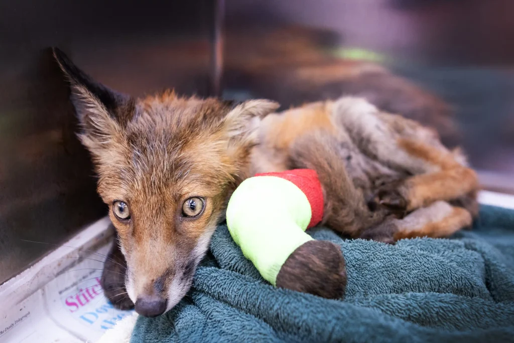 A fox cub stuck in bitumen was rescued in Hackney after hours of struggle. Vets worked till 2am using baby oil and WD-40 to clean the cub in a dramatic 35-year first.