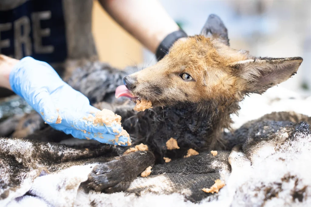 A fox cub stuck in bitumen was rescued in Hackney after hours of struggle. Vets worked till 2am using baby oil and WD-40 to clean the cub in a dramatic 35-year first.