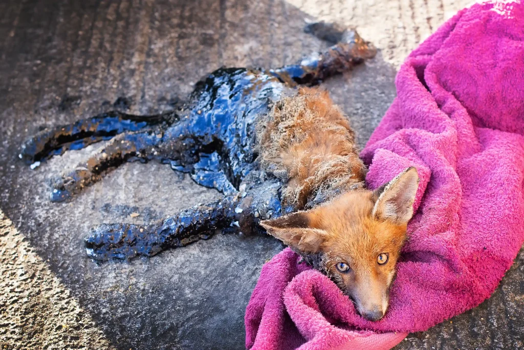 A fox cub stuck in bitumen was rescued in Hackney after hours of struggle. Vets worked till 2am using baby oil and WD-40 to clean the cub in a dramatic 35-year first.