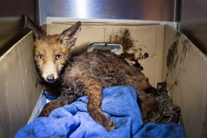 A fox cub stuck in bitumen was rescued in Hackney after hours of struggle. Vets worked till 2am using baby oil and WD-40 to clean the cub in a dramatic 35-year first.