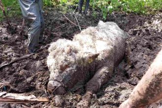 Bruce the 800kg bull was rescued after getting stuck in a muddy bog near Brecon - firefighters and vets spent hours using special gear to free the distressed animal.