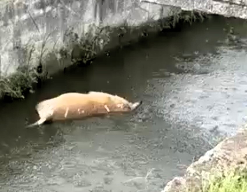 A crocodile was filmed dragging a dead dog in a canal in Ciudad Madero, Mexico, alarming residents who say the reptile often roams freely near their homes.