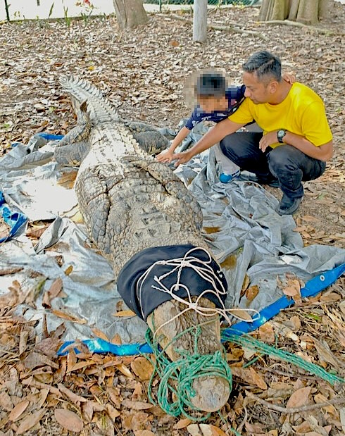 A massive 14-foot, 410kg crocodile estimated to be over 50 years old was captured by locals in Batu Pahat, Malaysia, and safely transferred to a wildlife conservation park.
