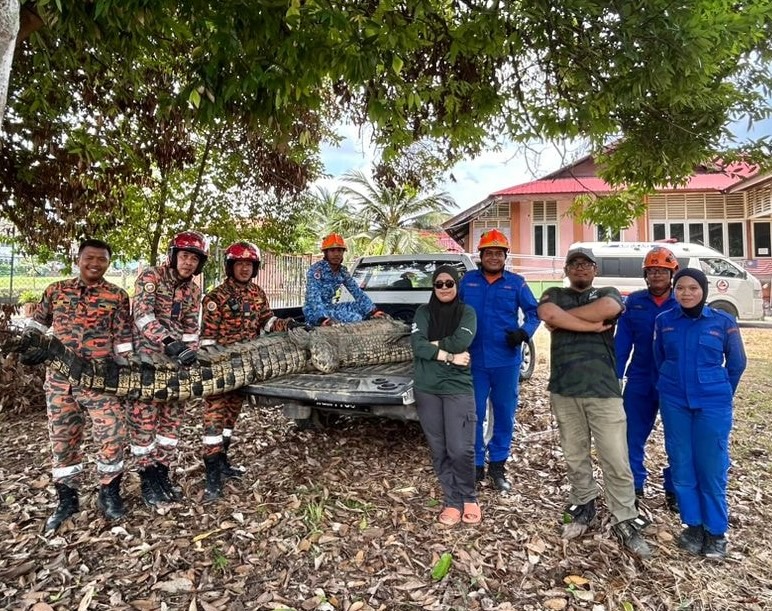 A massive 14-foot, 410kg crocodile estimated to be over 50 years old was captured by locals in Batu Pahat, Malaysia, and safely transferred to a wildlife conservation park.