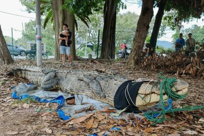 A massive 14-foot, 410kg crocodile estimated to be over 50 years old was captured by locals in Batu Pahat, Malaysia, and safely transferred to a wildlife conservation park.