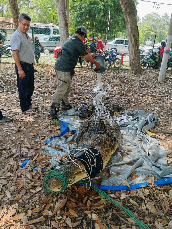 A massive 14-foot, 410kg crocodile estimated to be over 50 years old was captured by locals in Batu Pahat, Malaysia, and safely transferred to a wildlife conservation park.