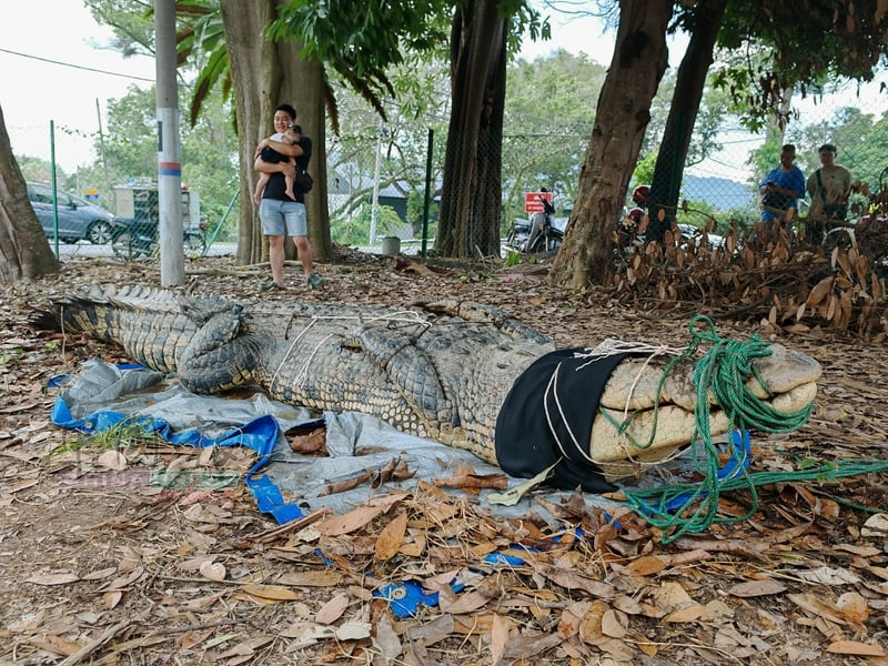 A massive 14-foot, 410kg crocodile estimated to be over 50 years old was captured by locals in Batu Pahat, Malaysia, and safely transferred to a wildlife conservation park.