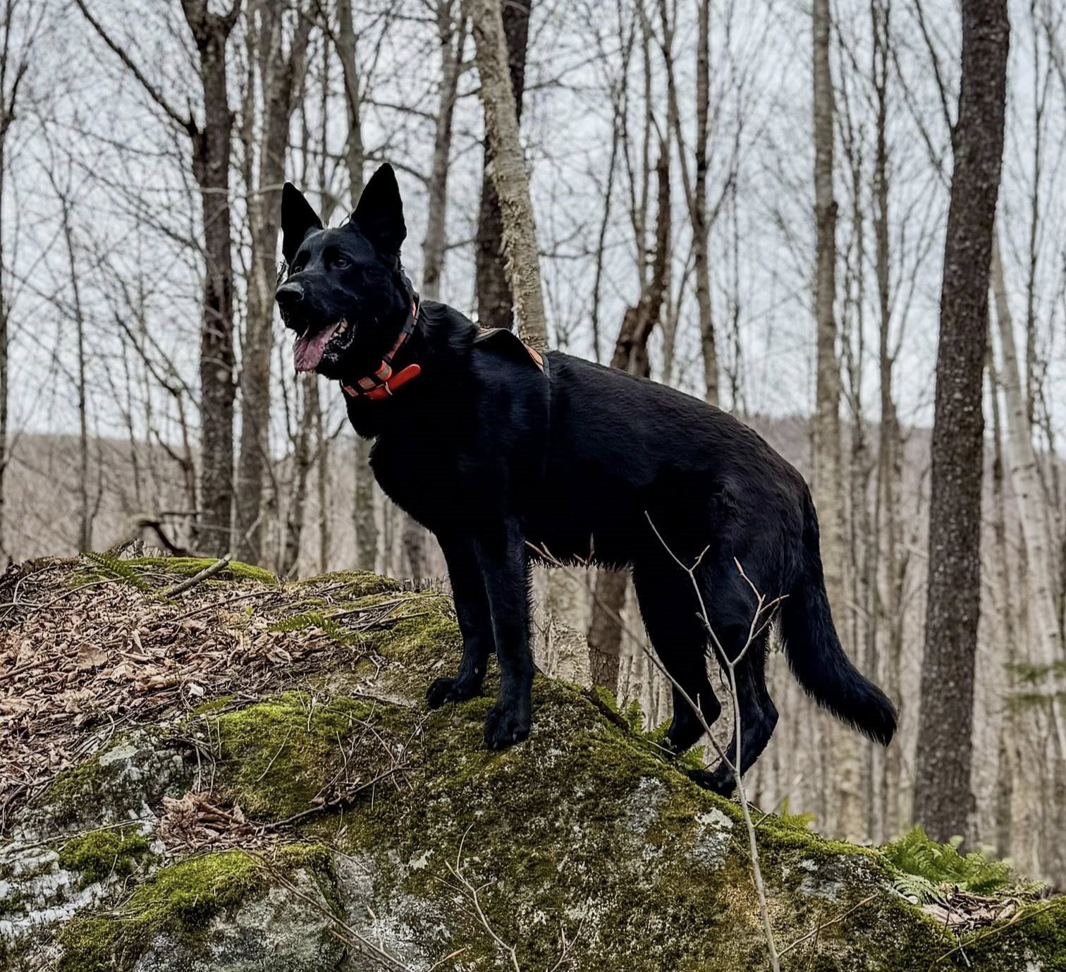 Hiker missing for FOUR months found dead by search dog | Need To Know