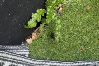 Mum-of-four finds huge venomous tube web spider in her garden near kids - now terrified to step outside after two close encounters in Rainham, Kent.