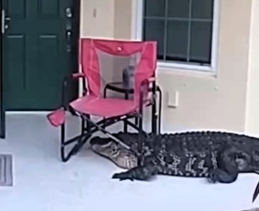 Huge alligator captured after ‘knocking’ at house door | Need To Know