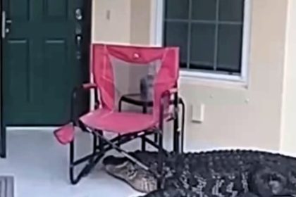 A massive alligator was safely captured after startling a Florida homeowner by dragging a chair and knocking at the door, prompting a swift response from local deputies.