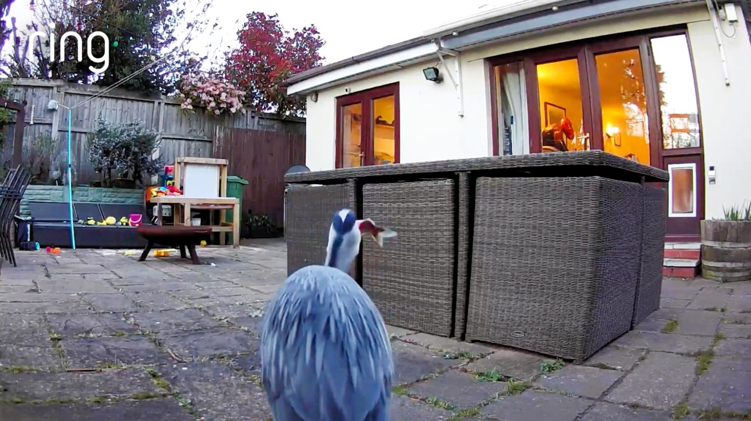 A heron was caught on a Ring cam eating a pet fish, highlighting a new trend as Brits use outdoor cameras for birdwatching, boosting wellbeing and conservation efforts.