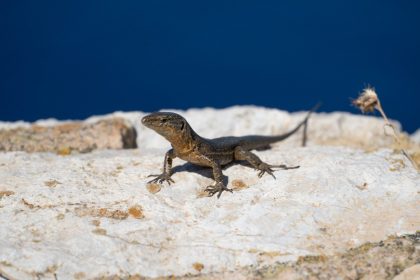 Snakes are invading Brit-favourite Balearic Islands, sparking summer panic as officials launch a trapping campaign to protect endangered species from the invasive reptiles.