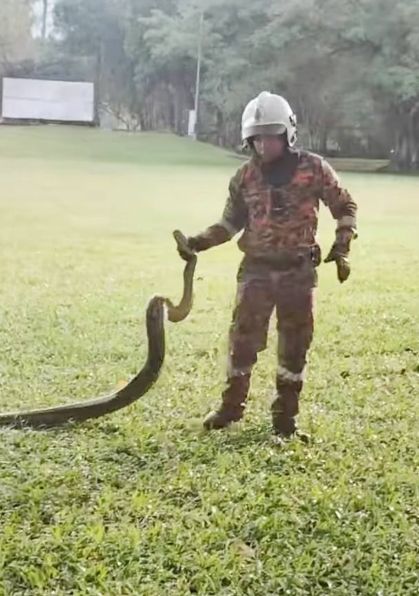 Joggers in Malaysia were stunned to find a 10ft python coiled around a tree at Taiping Lake Gardens. Firefighters safely removed and released the snake into the wild.