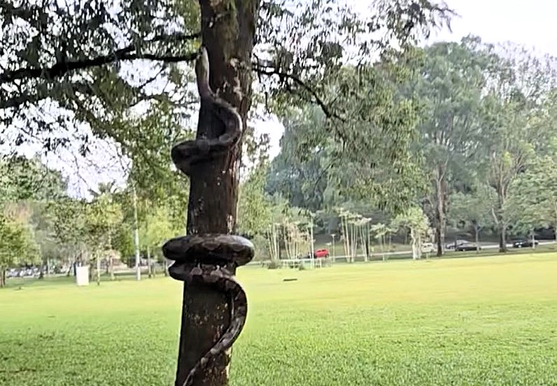 Joggers in Malaysia were stunned to find a 10ft python coiled around a tree at Taiping Lake Gardens. Firefighters safely removed and released the snake into the wild.
