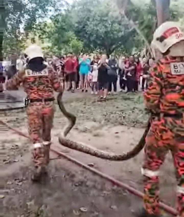 Joggers in Malaysia were stunned to find a 10ft python coiled around a tree at Taiping Lake Gardens. Firefighters safely removed and released the snake into the wild.