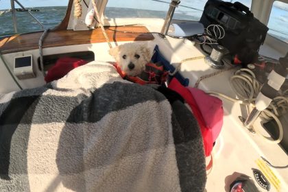 A heroic dog helped keep injured crew warm during a dramatic six-hour rescue from a disabled yacht off Kent - staying calm as lifeboats and a helicopter responded.