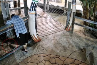 A man was caught on CCTV stealing a baby alligator from a Florida mini-golf course, fleeing on a bike. Authorities are asking the public for help identifying him.