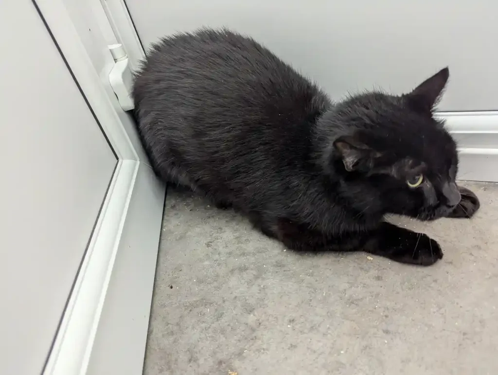 Fiona and Helen Martin from Leeds were banned from owning animals after keeping pets in filthy, locked conditions without food or water. All four animals have been rehomed.