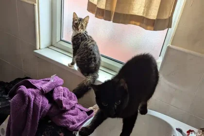 Fiona and Helen Martin from Leeds were banned from owning animals after keeping pets in filthy, locked conditions without food or water. All four animals have been rehomed.