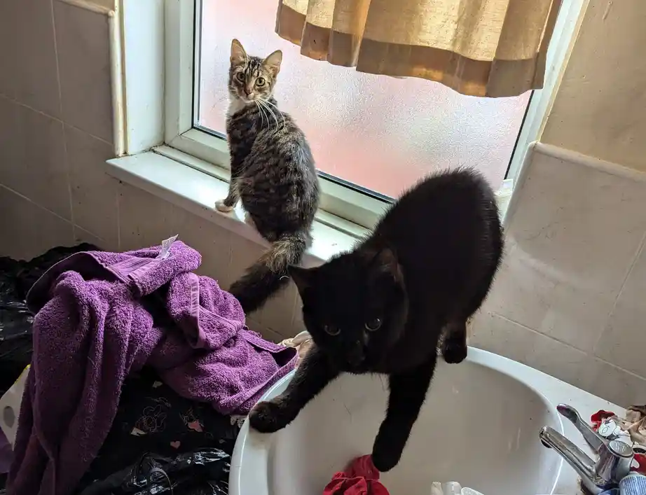 Fiona and Helen Martin from Leeds were banned from owning animals after keeping pets in filthy, locked conditions without food or water. All four animals have been rehomed.