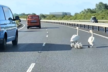 Swan family rescued from busy A256 in Kent as highway worker guides them to safety - locals praise the heartwarming Hot Fuzz-style dashcam moment.