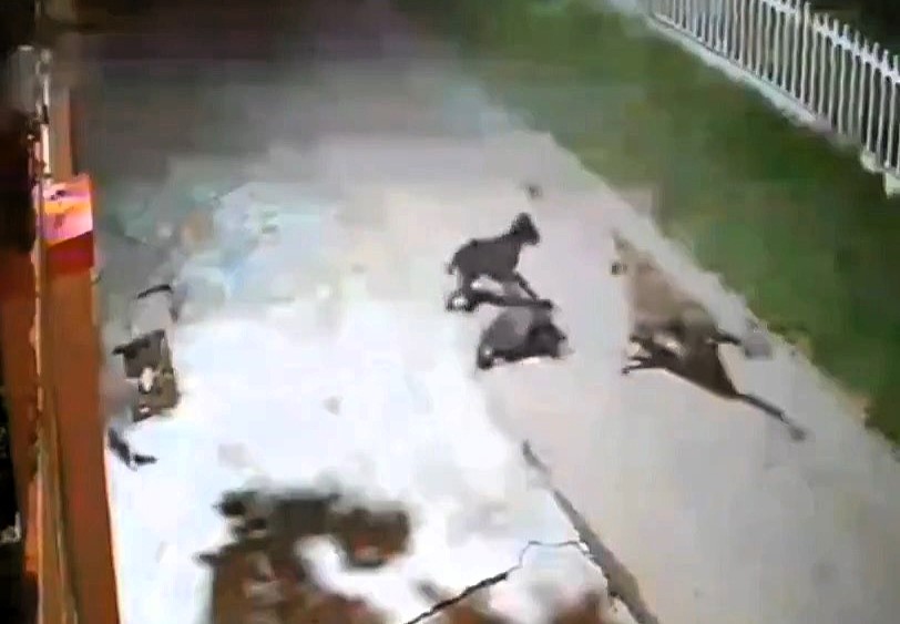 A leopard was chased off by a brave pack of stray dogs after attacking one of their own in Haridwar, India - a dramatic moment caught on CCTV showing true pack loyalty.
