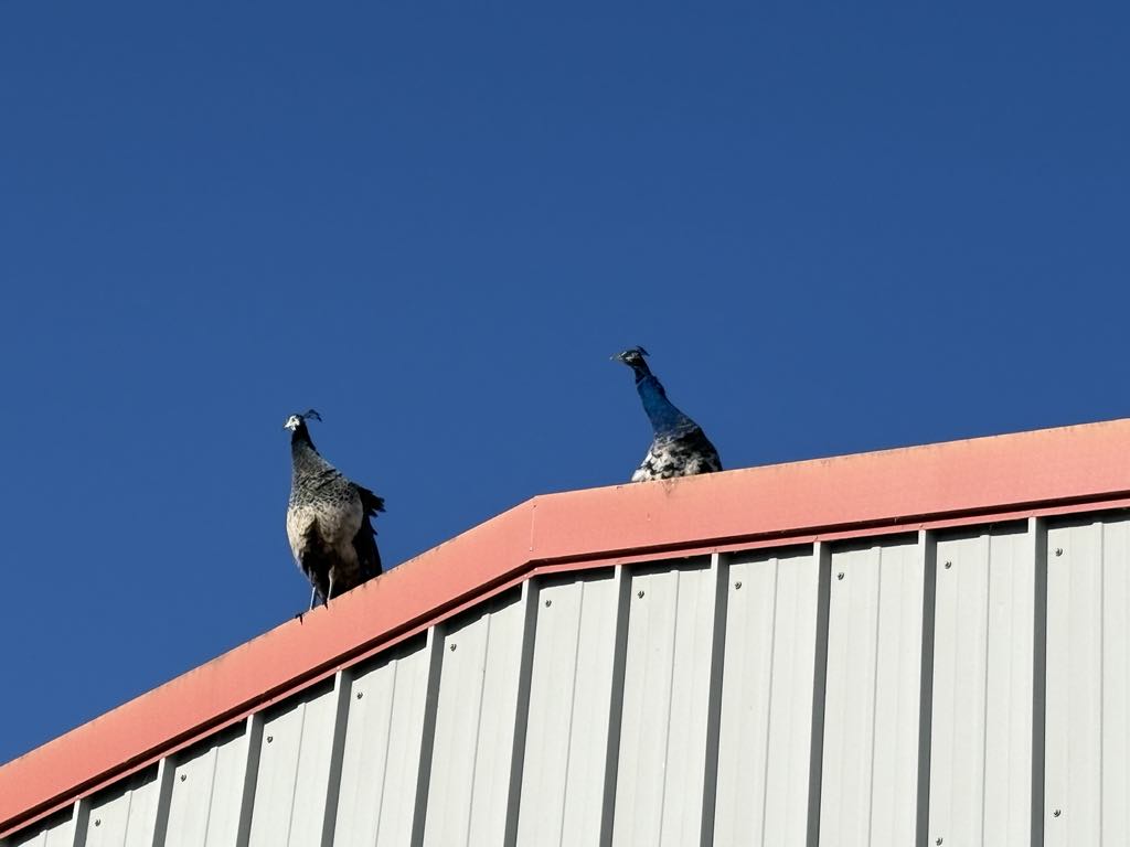 Randy peacocks are causing chaos in a Lancashire town as they invade gardens and streets, sparking debate among locals over whether to keep or relocate the birds.