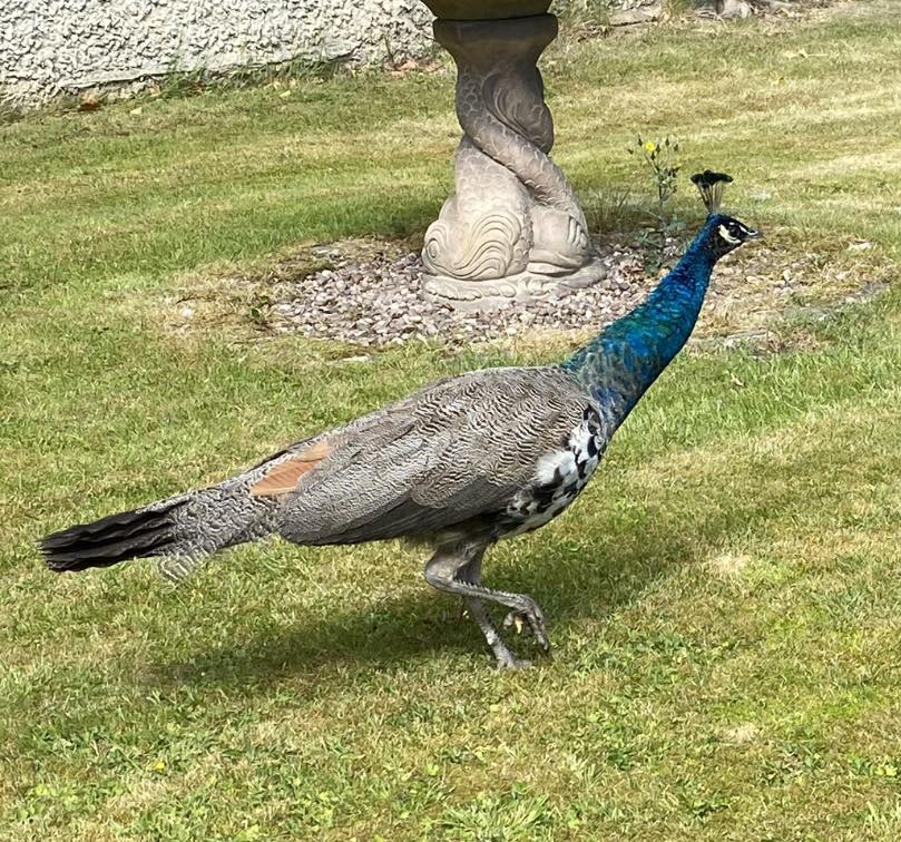 Randy peacocks are causing chaos in a Lancashire town as they invade gardens and streets, sparking debate among locals over whether to keep or relocate the birds.