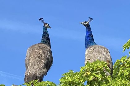 Randy peacocks are causing chaos in a Lancashire town as they invade gardens and streets, sparking debate among locals over whether to keep or relocate the birds.