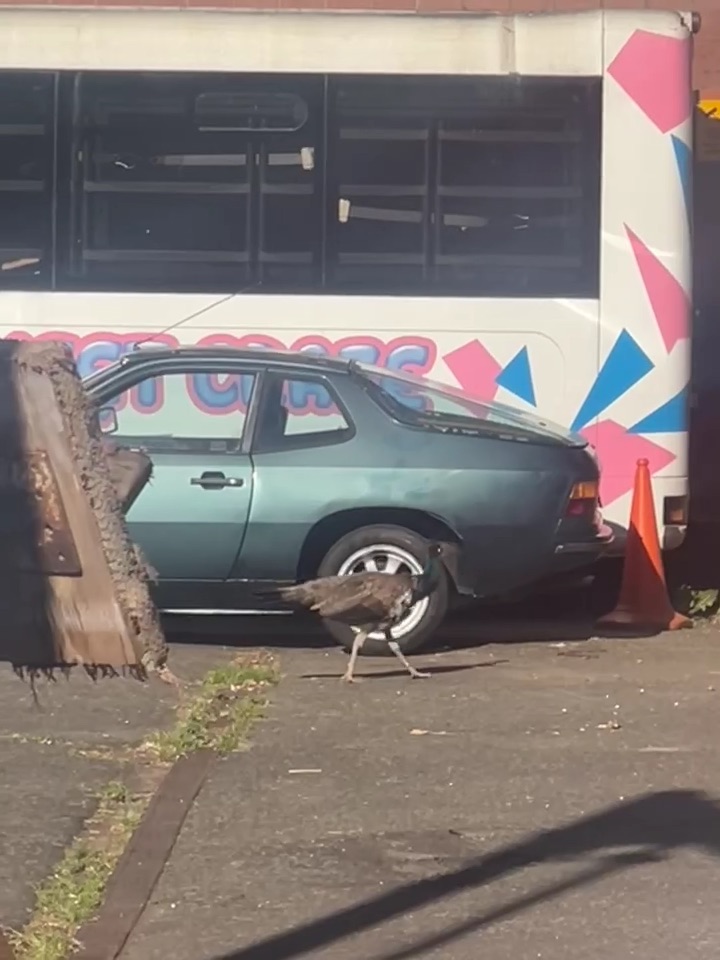 Randy peacocks are causing chaos in a Lancashire town as they invade gardens and streets, sparking debate among locals over whether to keep or relocate the birds.